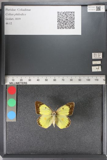 Media type: image;   Entomology 119279